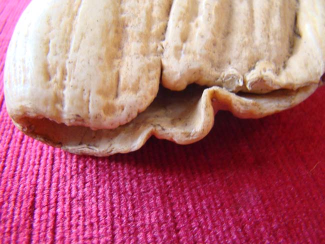 A RARELY seen large 19th century whale's tooth over 9" long and weighing more than 2 pounds — image 3